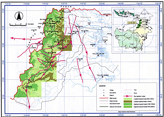 Red lines show some known migration routes of Bearded Pigs in northeastern Kalimantan, Borneo.