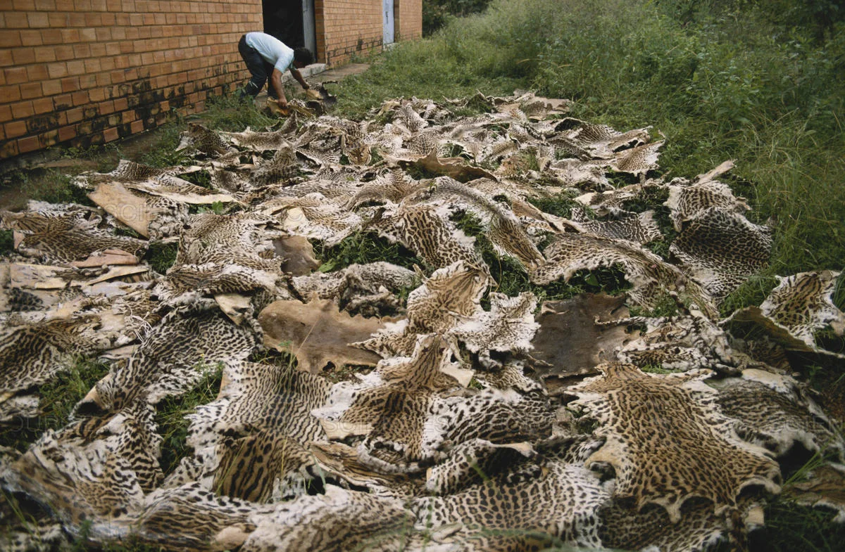 jaguar-skins.jpg