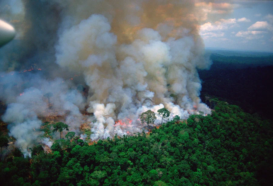 Amazon-rain-forest-afire.jpg
