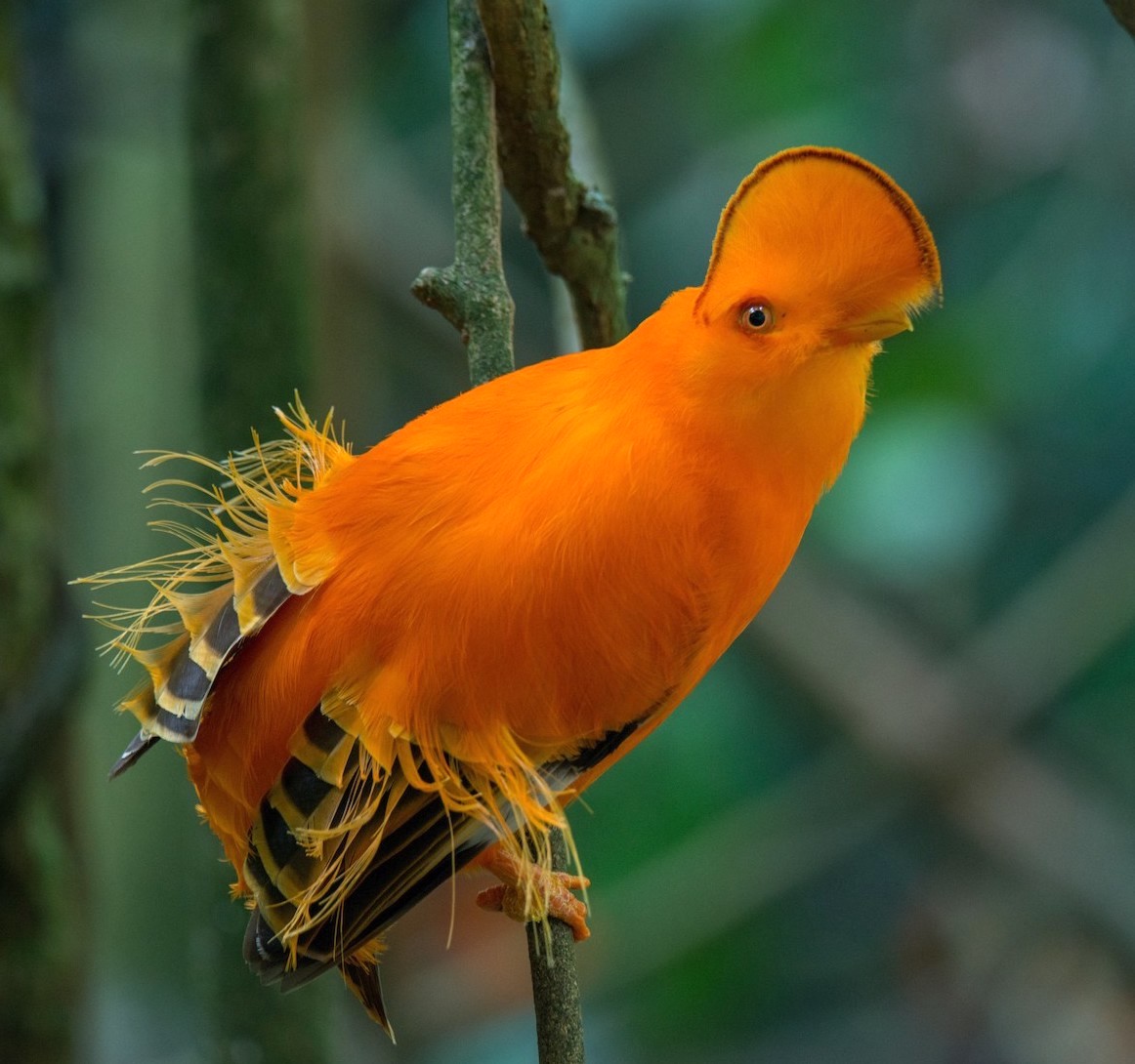 bird.jpeg