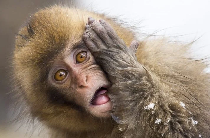 Monkey.jpg