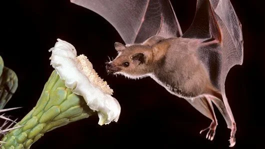 Bat-and-Cactus.jpg