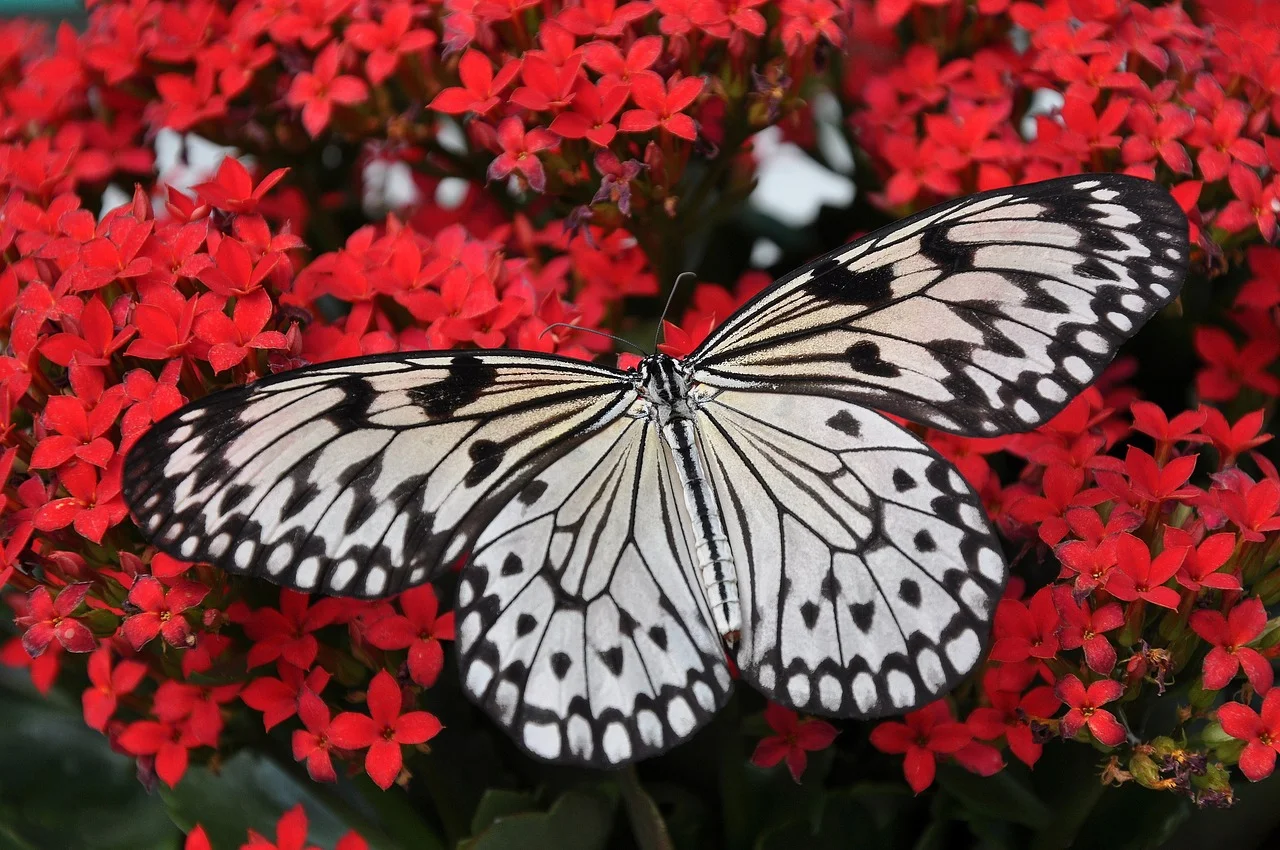 butterfly-1218884_1280-Pixabay.jpeg