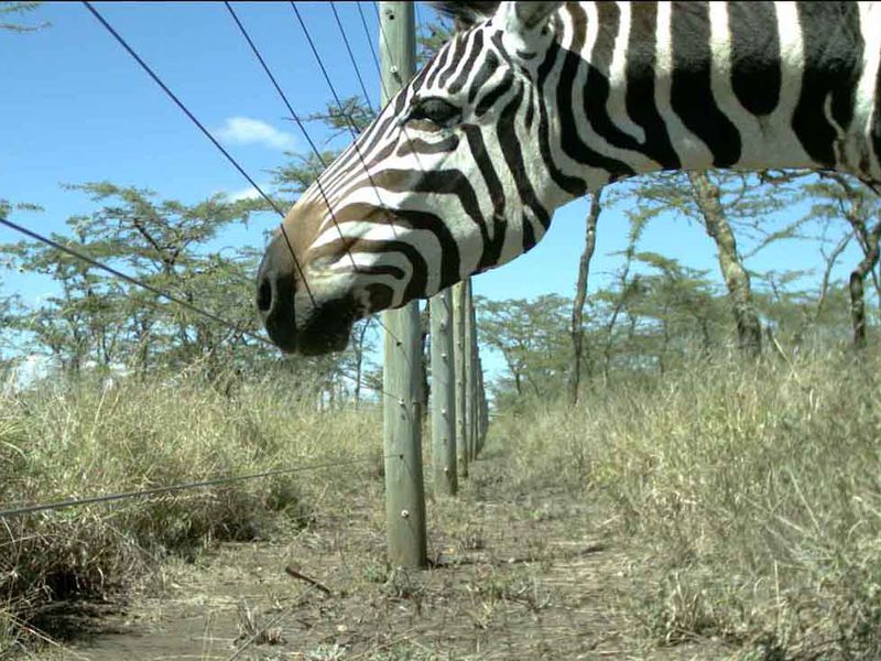 zebra-fence.jpeg