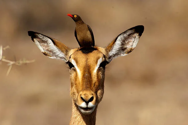 oxpecker.jpeg