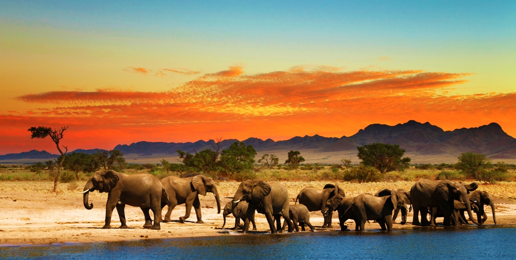 elephant.jpeg