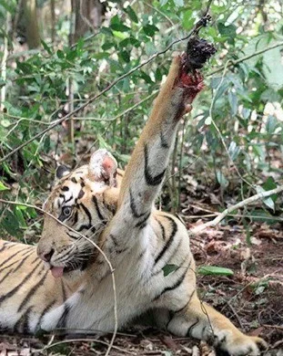 tiger-snare.jpg