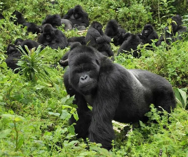 Gorilla.jpg