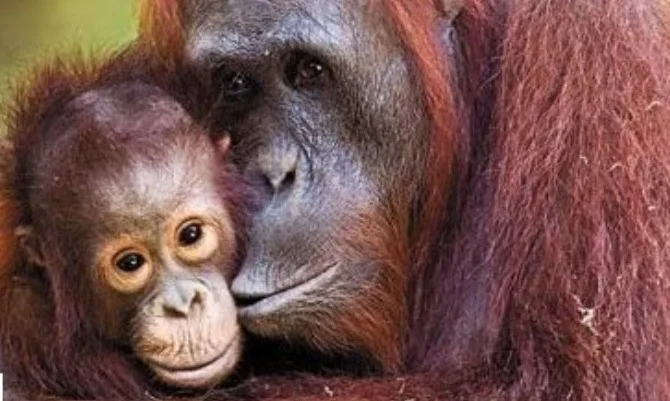 orang tapanuli.jpeg