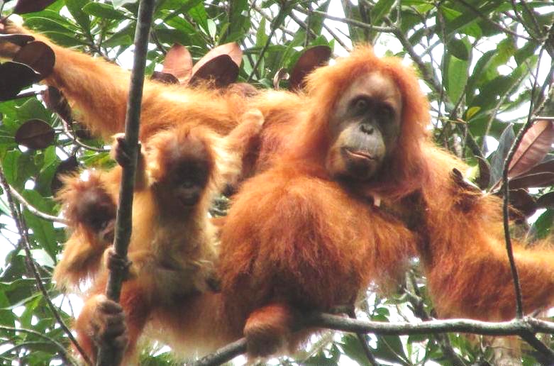 orangutan+3.jpg