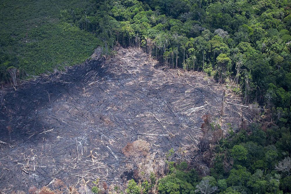 deforestation.jpg