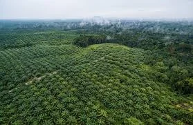 --For immediate release--    ‘Sustainable’ corporation accused of massive forest destruction in the Amazon  A corporation that aims to be the world’s biggest supplier of ‘sustainable’ cacao—the main ingredient in chocolate—is being accu