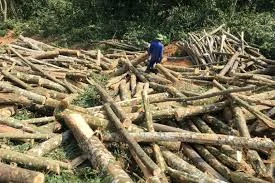 -- For immediate release --    PNG government is failing its people and environment, say scientists   A leading scientific group is criticizing the government of Papua New Guinea for failing to make good on its promise to phase out