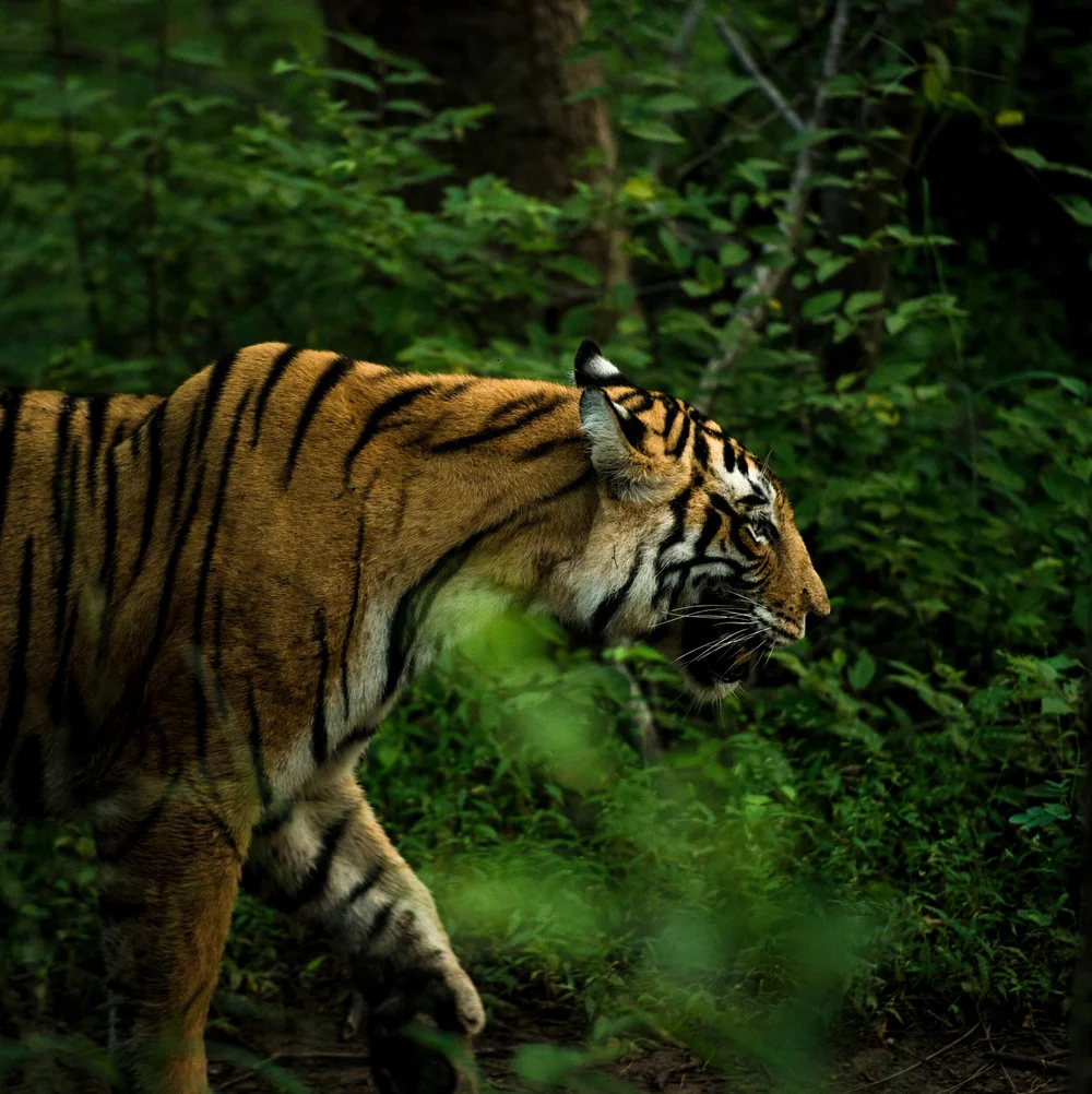 Tiger in India