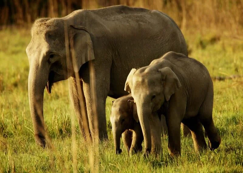 elephant-family-corbettnp-david-bebber-vl.jpg