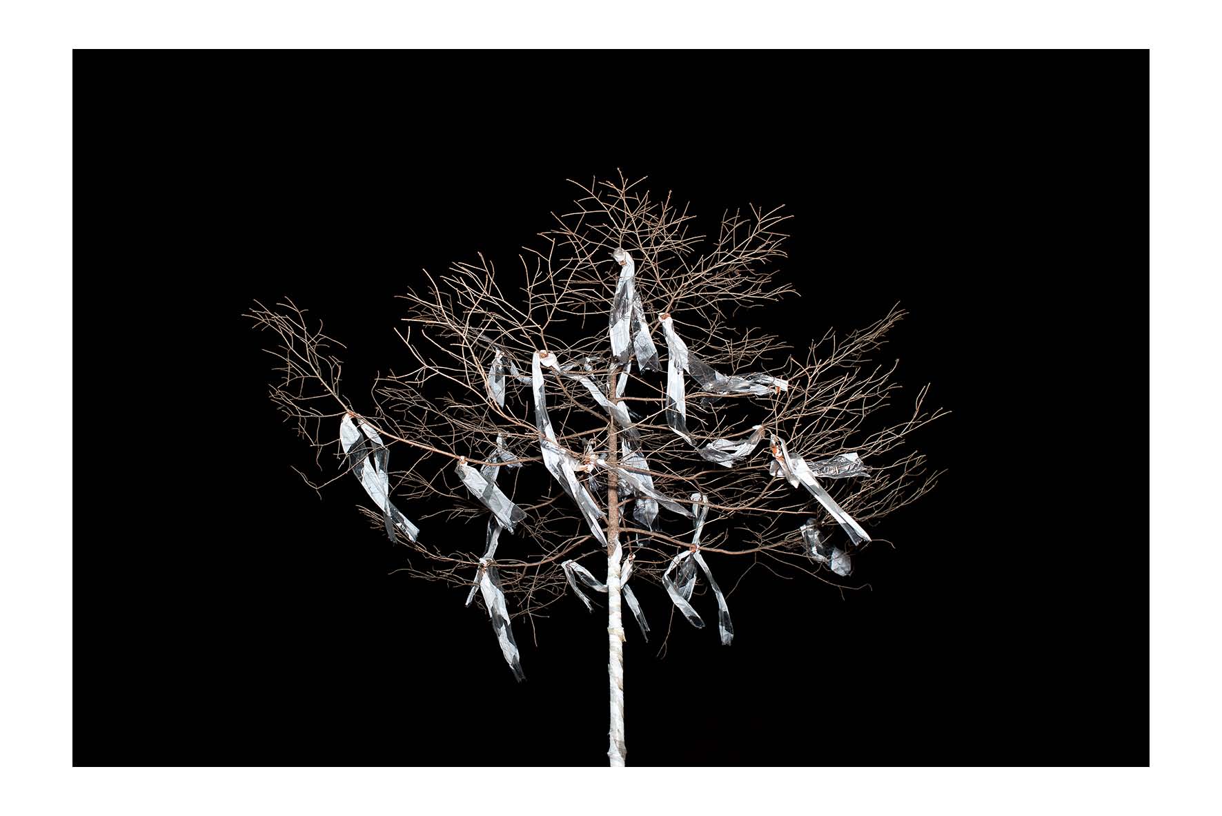 12_18_Simon Tanner.jpg