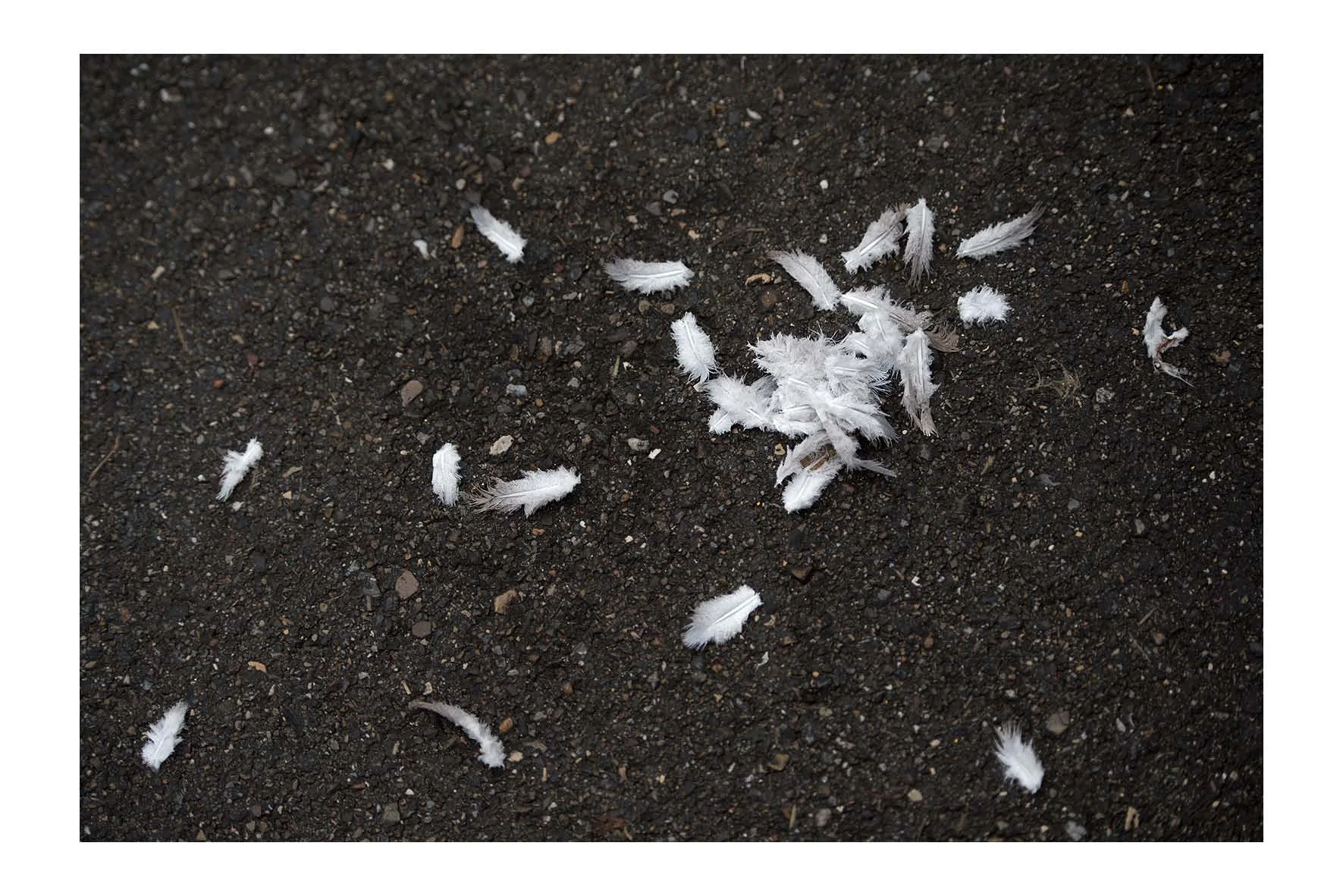 12_29_Simon Tanner.jpg