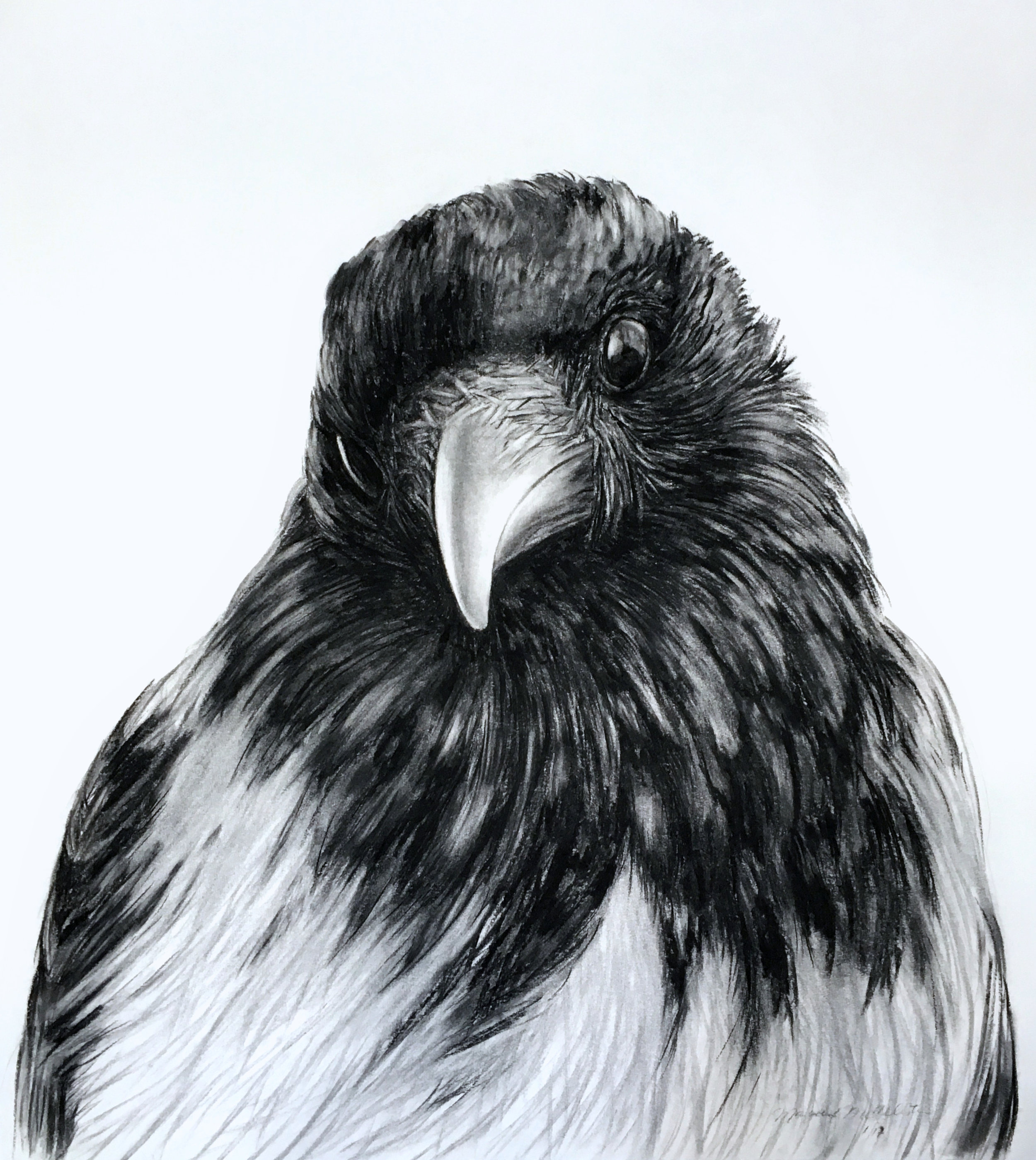   Scotch Crow,  charcoal on paper, 36” x 42”, 2017. 