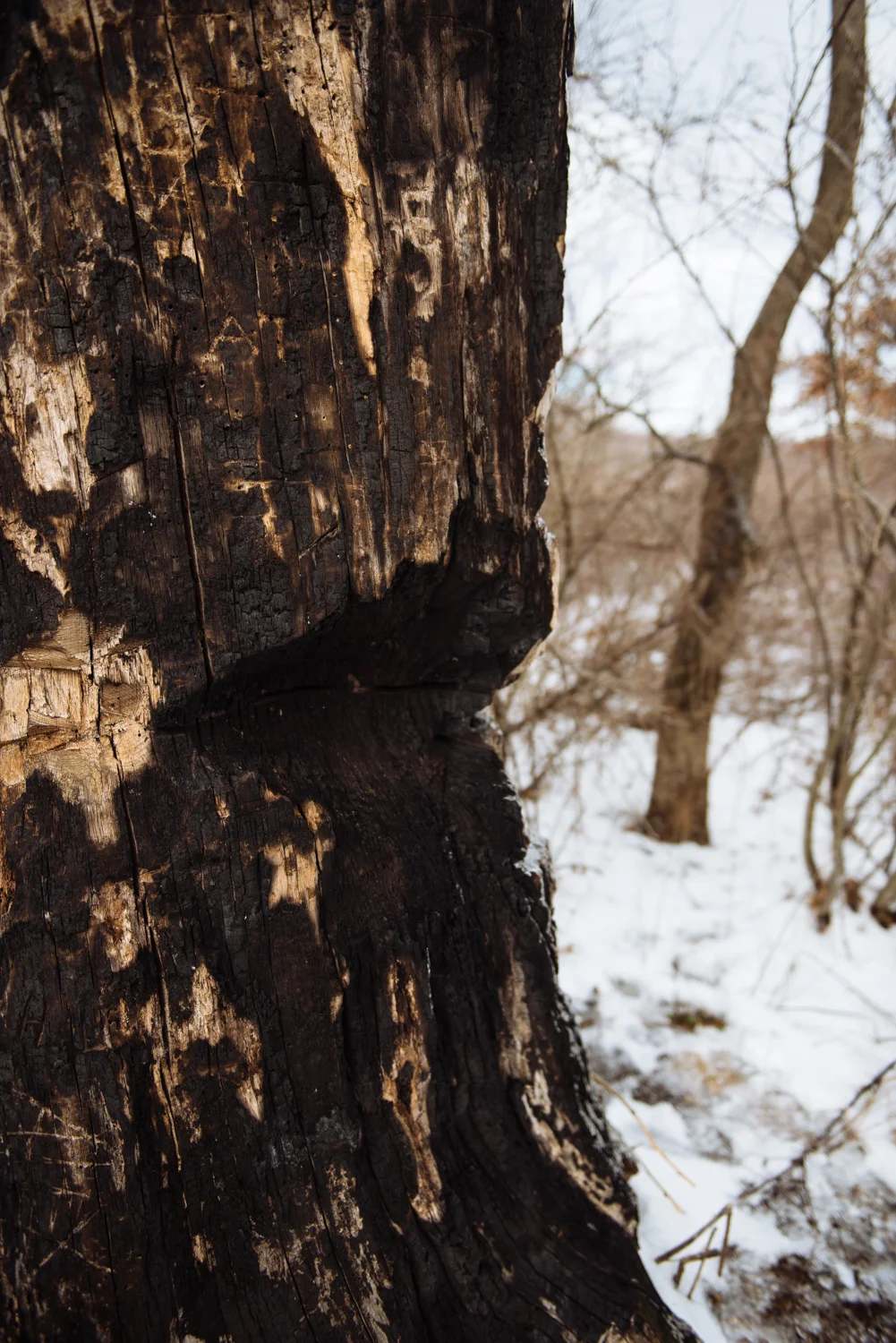 new jersey devil tree