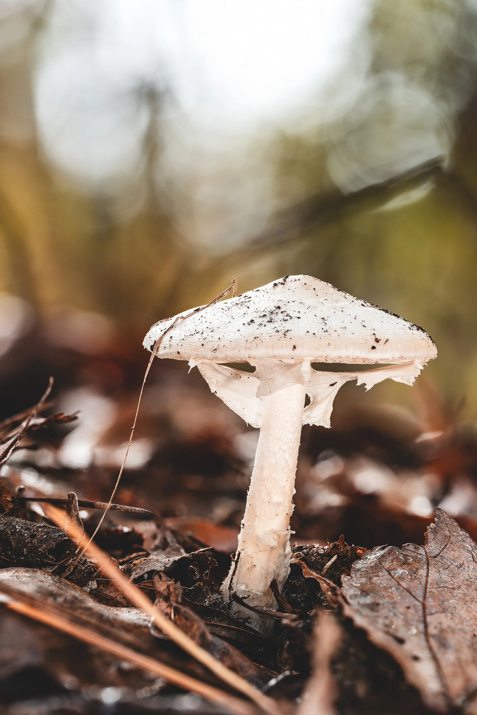 2025-10-12 12-29-28 (B,R8,S4) web size.jpg