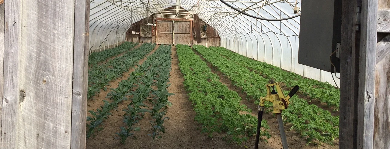 A greenhouse at harlow farm in westminster, vermont.