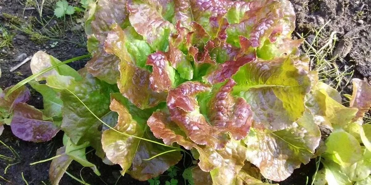 Lettuce growing in tribal gardens at the Nulhegan Tribal Forest in Barton. The garden was established by Abenaki Helping Abenaki, a recipient of a Changemakers Table grant. Image courtesy of Abenaki Helping Abenaki.
