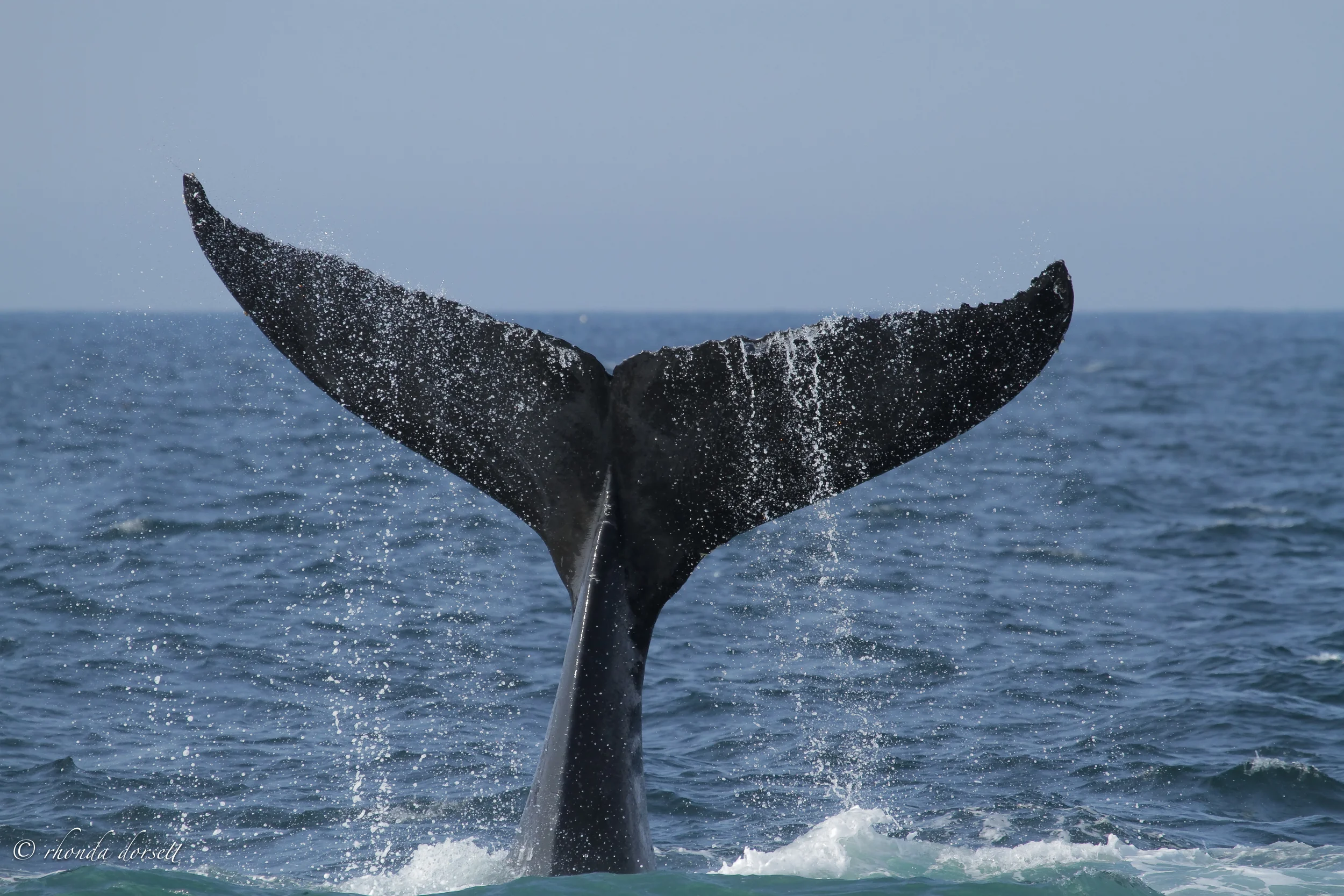 humpback-3382.jpg