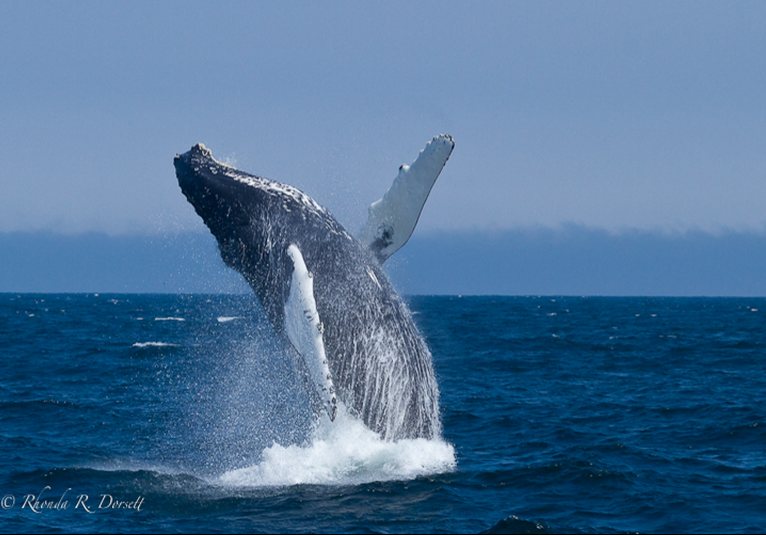 Whales of Cape Ann, Atlantic Ocean