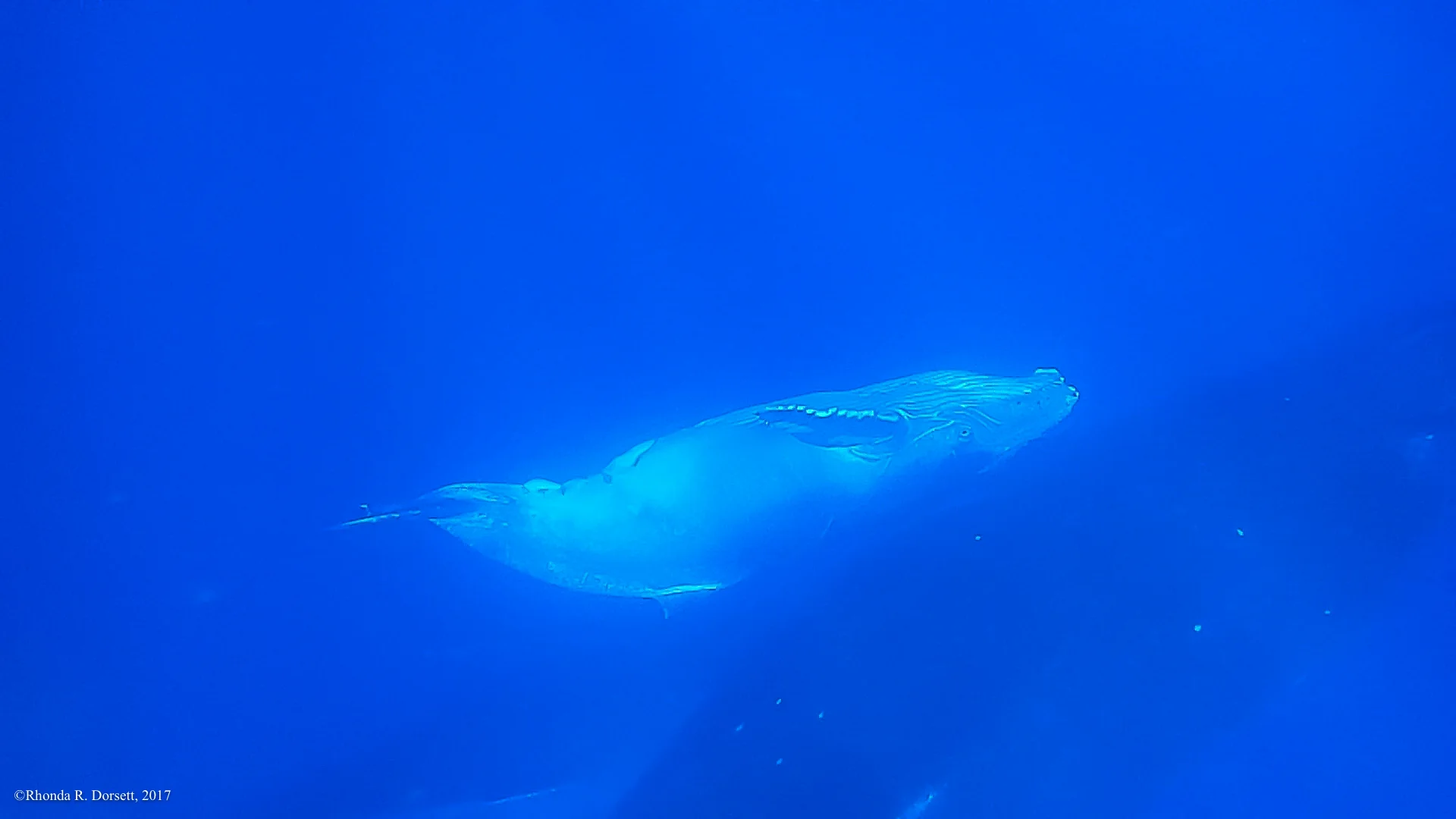 tonga whales-3.jpg