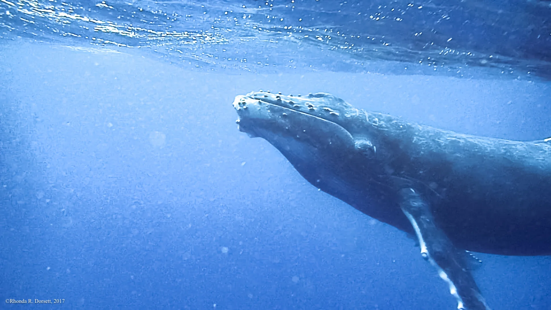 tonga whales-4-5.jpg