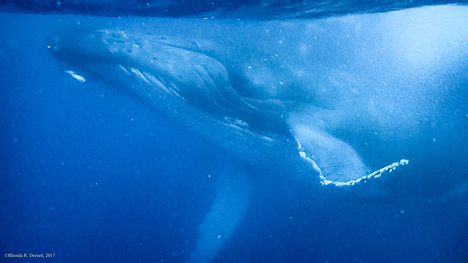 tonga whales-10-3.jpg
