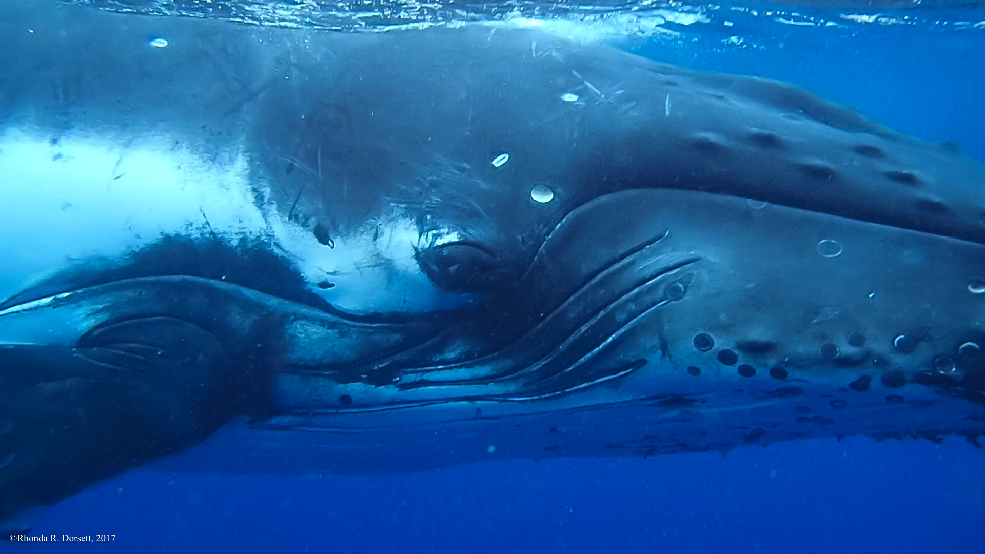 tonga whales-6-2.jpg