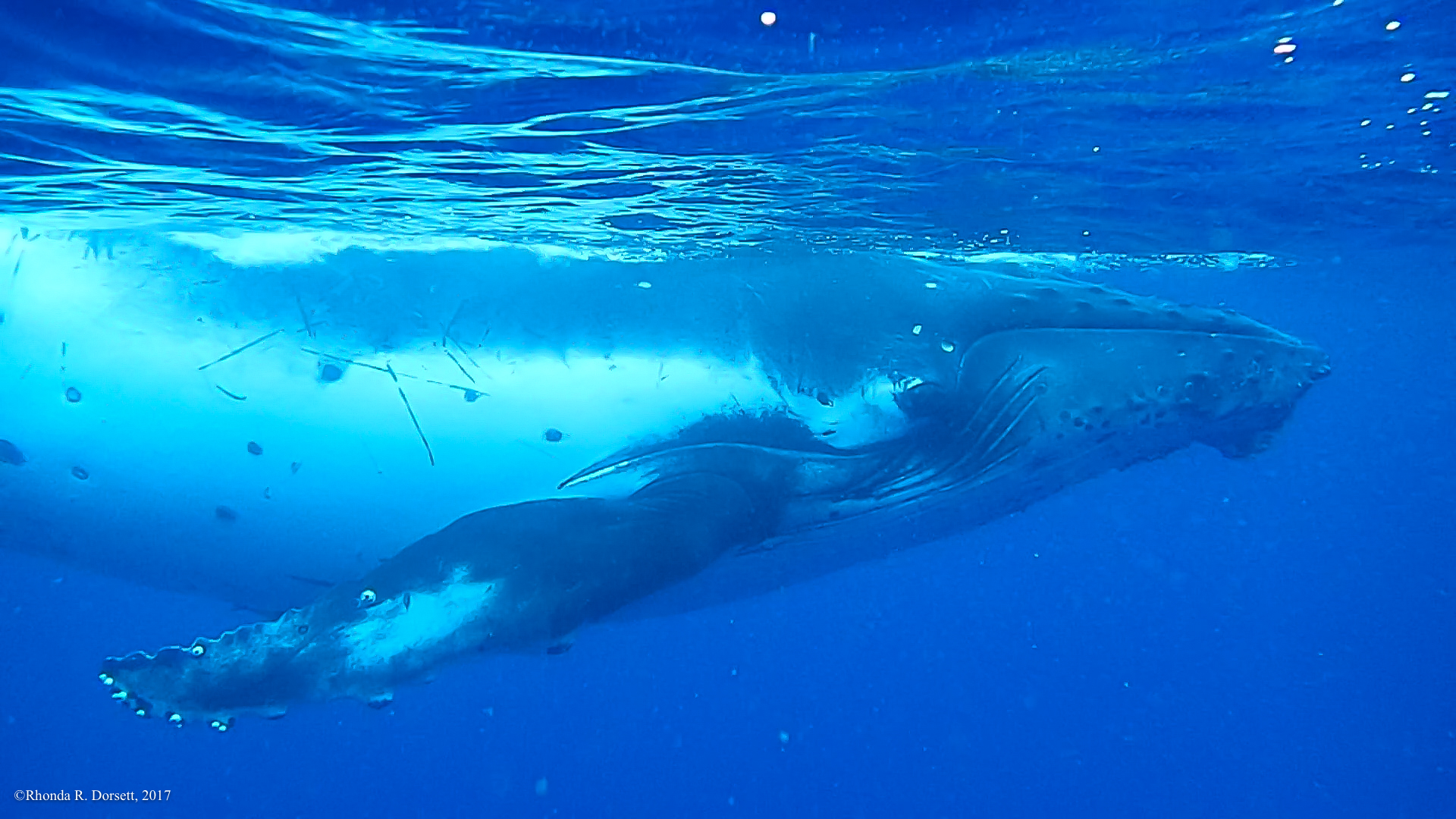 tonga whales-1-2.jpg