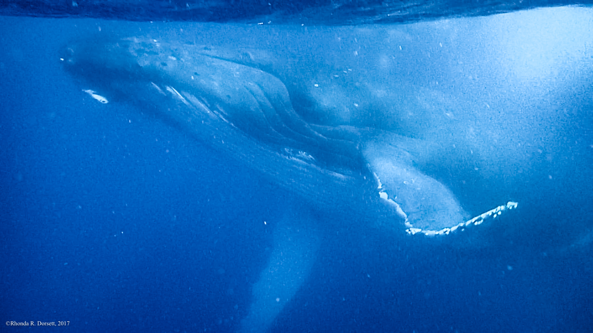 tonga whales-10-3.jpg