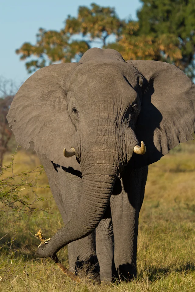 0100africa.jpg