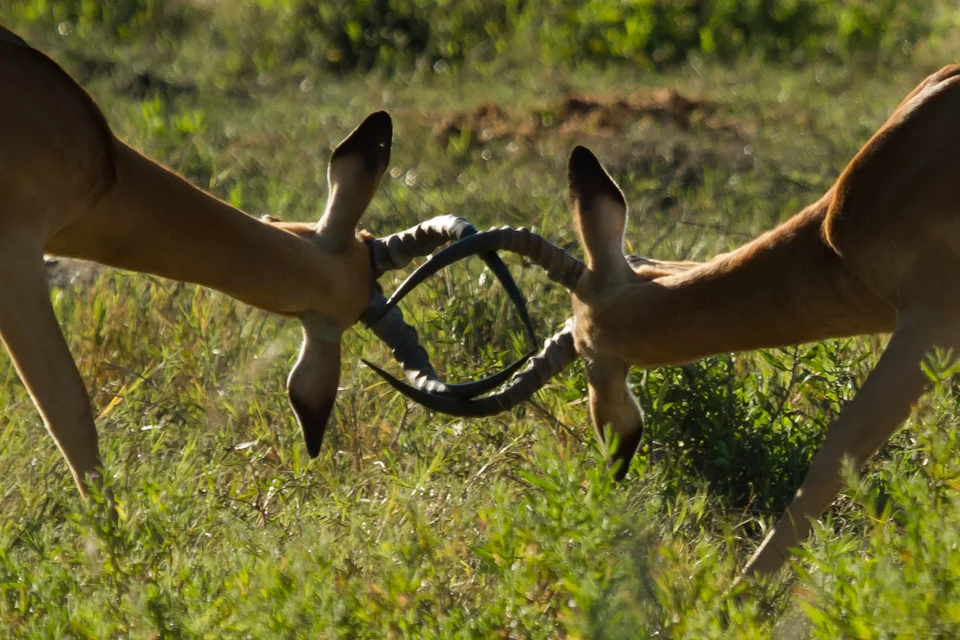 A little duel