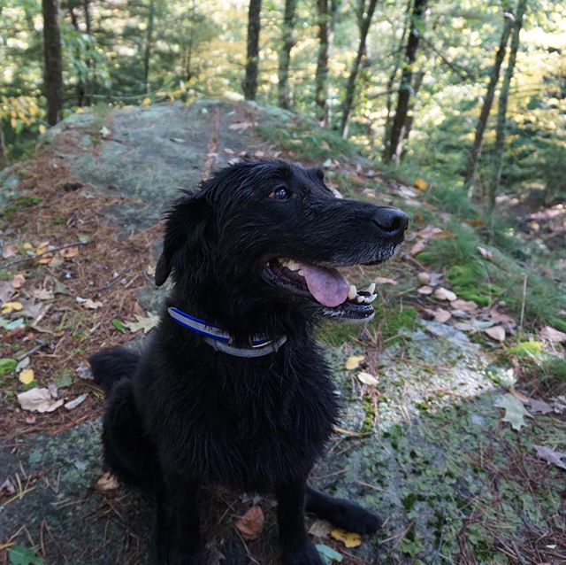 This sweet girl passed away last night. Midnight, thank you for teaching me about normal dog behavior and for moving my shoes around the house every single day. ❤️