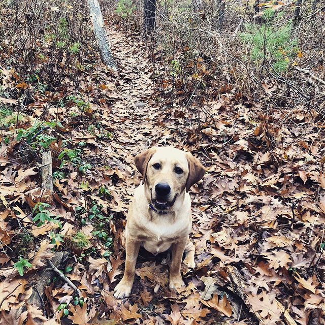 New pup in my life&mdash;meet Charlie! 🥰 he&rsquo;s a 9 month old yellow lab, is bundles of energy, and loves every person and dog. We&rsquo;re a good match! 🥳