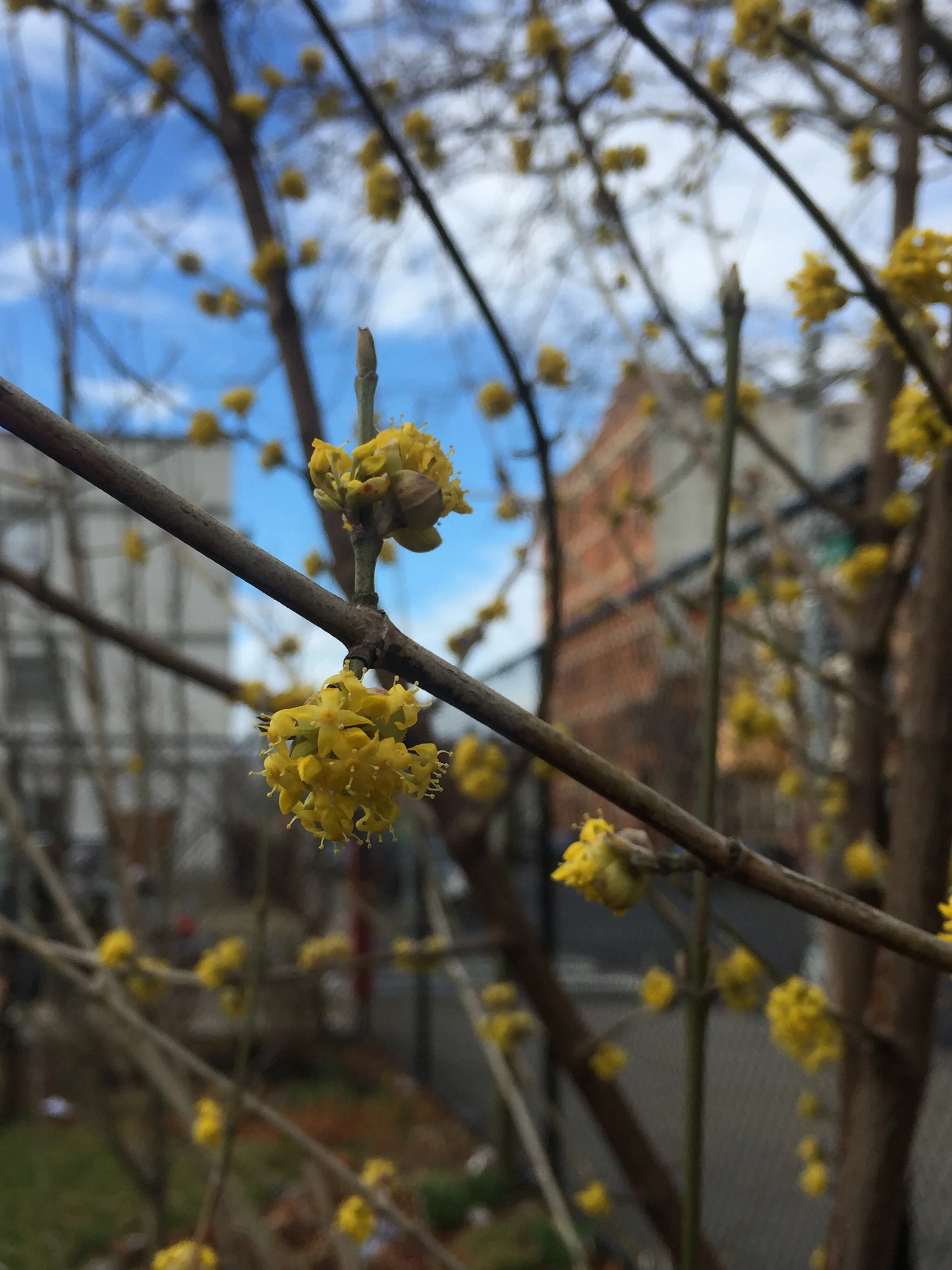 Cornealian Cherry Dogwood