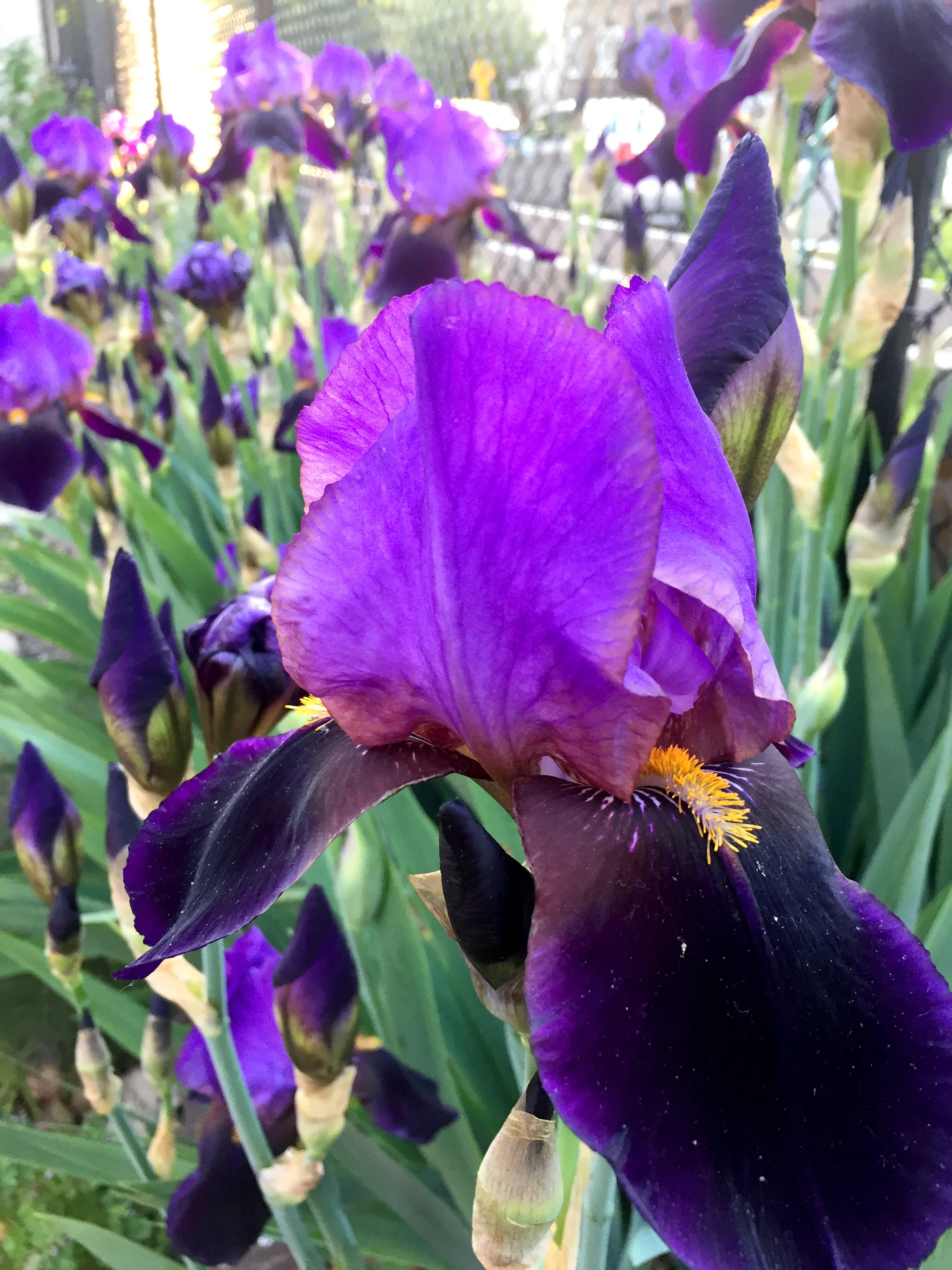 iris.jpg