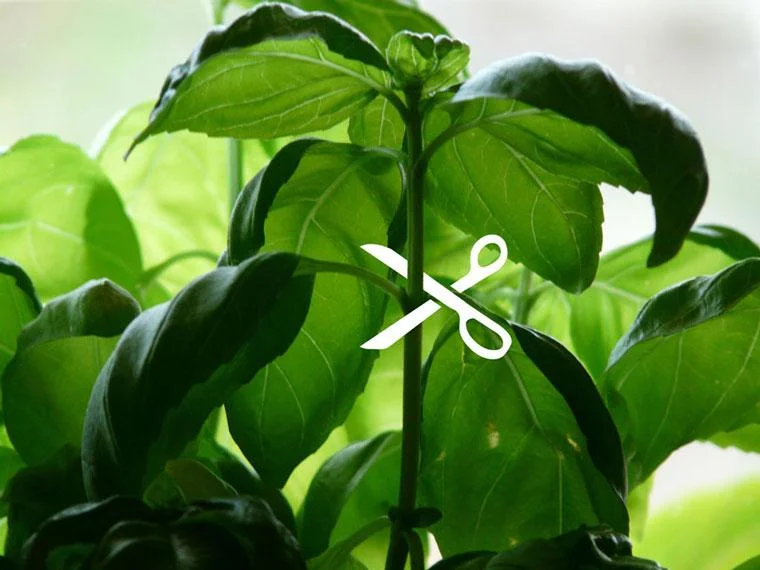 Basilpruning.jpg