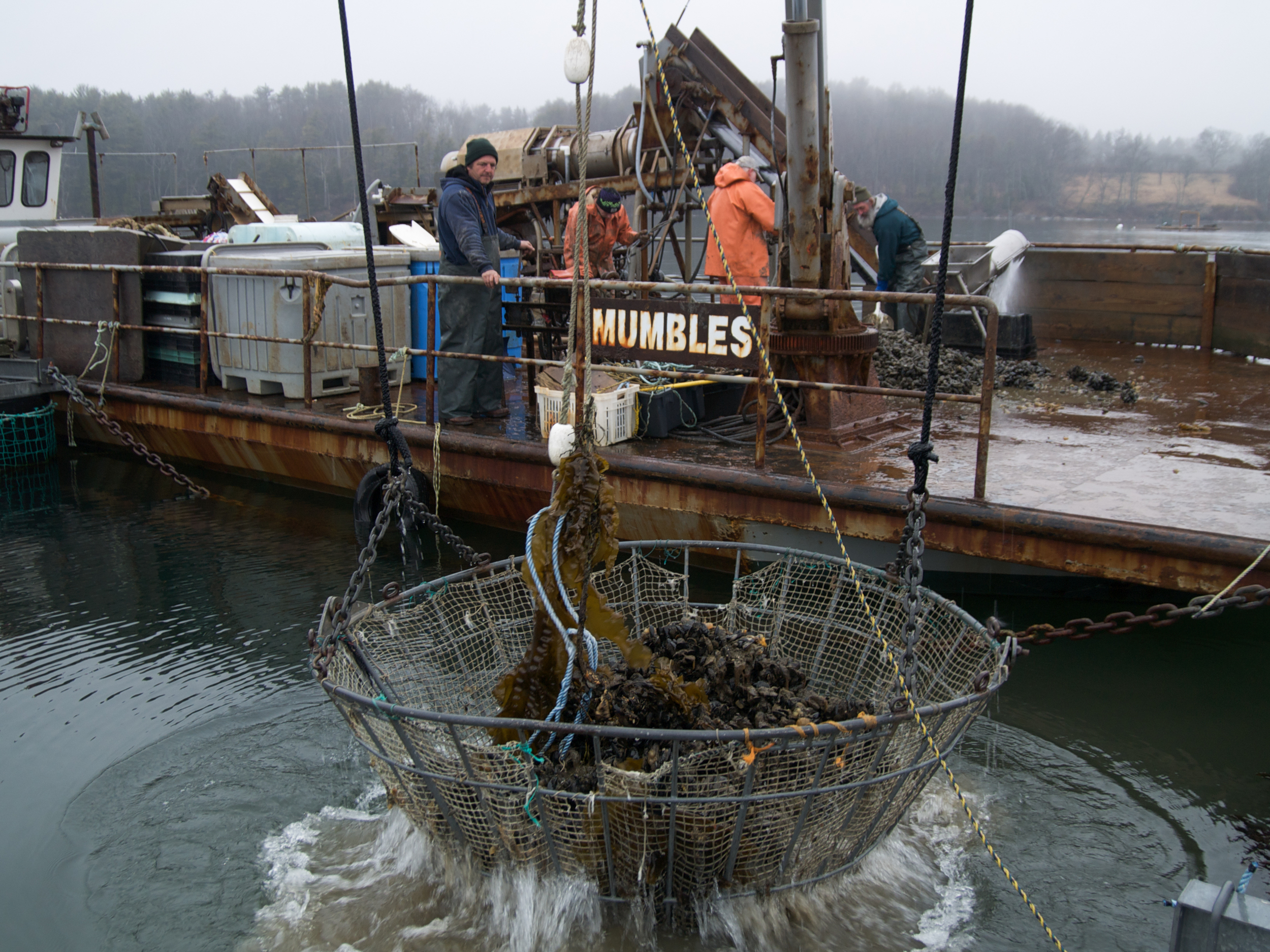  (04/04/09)&nbsp;Carter Newell uses a basket to lift heavy ropes, laden with mussels, onto the deck of his boat Mumbles. Carter once studied in Wales, in a town called Mumbles (an old viking word for breasts) which was distinguished by two large hill