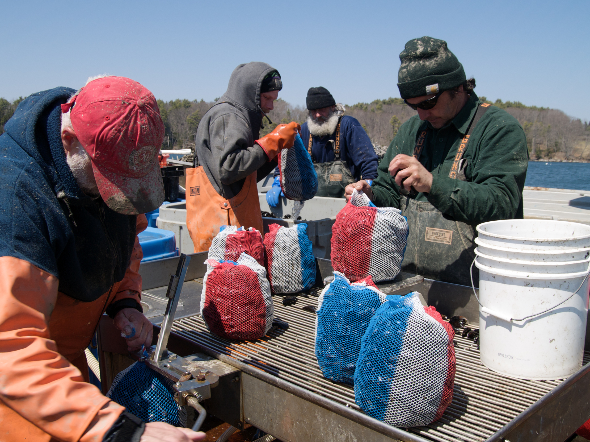  (04/25/09)&nbsp;Peter Fischer, Greg Thompson, Joe Larrabee and Carter Newell (from left to right) weigh mussels by hand in 10 lb bags before packing them into plastic totes and cover- ing them with ice. Red white and blue bags show that the mussels 