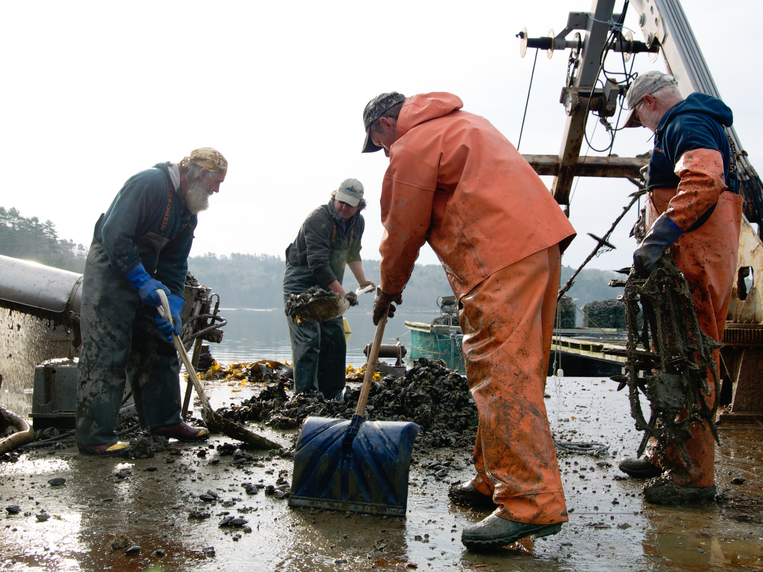 (05/09/09)&nbsp;Once the mussels are deposited onto the deck of the barge they have to be shaken off the ropes by hand. Mud flies in the air and Peter Fischer (left) and Greg Thompson (right) end up covered from head to toe by the end of it. 