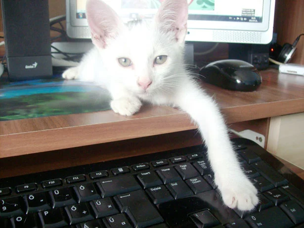 I attempted to help but clearly you knew what you were doing! Im sincerely grateful you clicked through and made the donation! ~Kitty