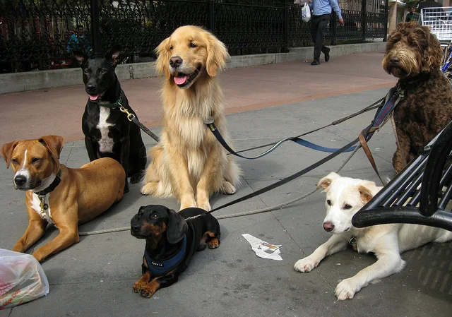 dog walker by Kristine Paulus.jpg