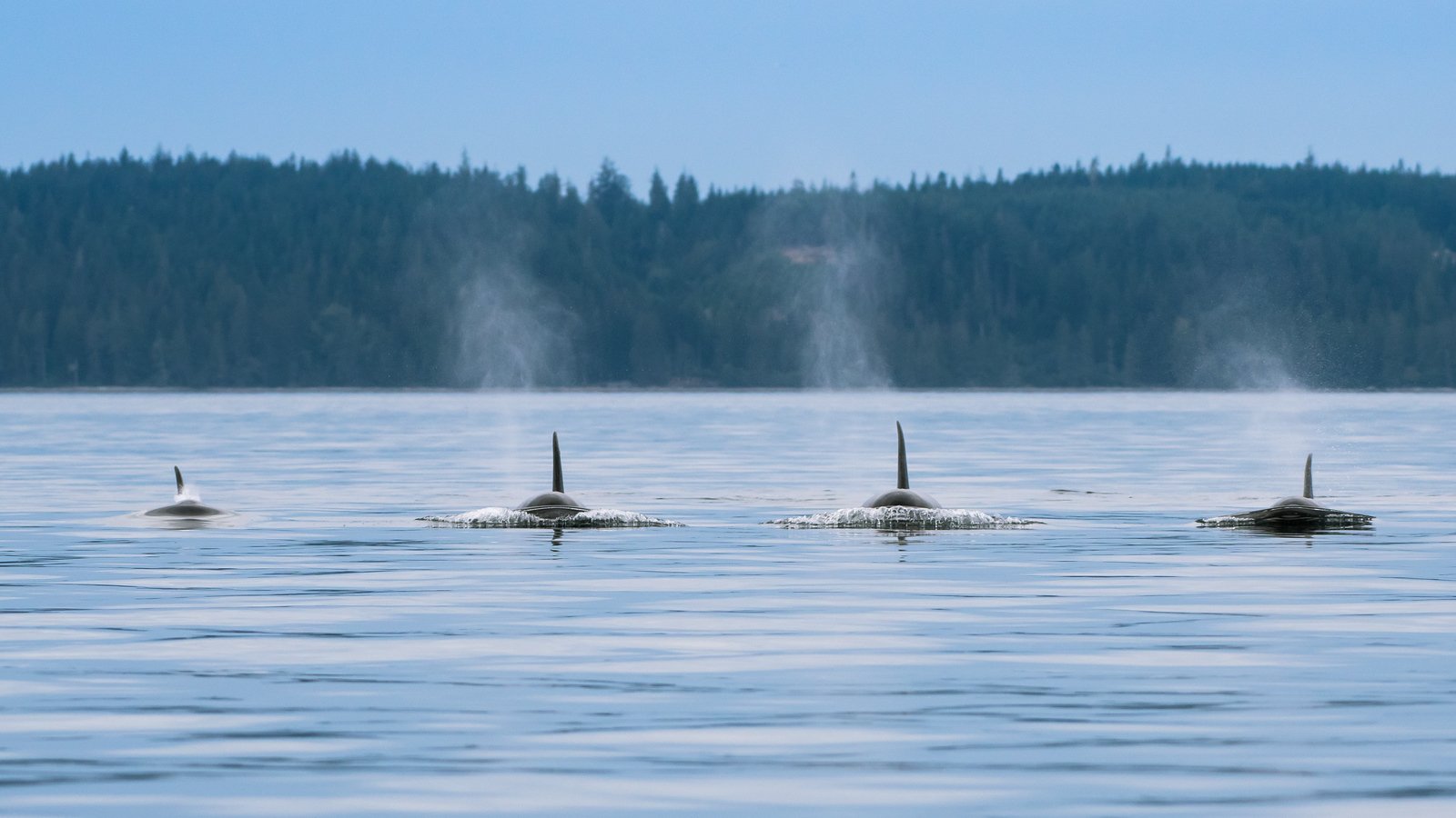 4 Orcas.jpg