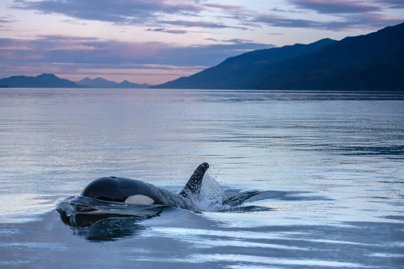 Orca 1.jpg