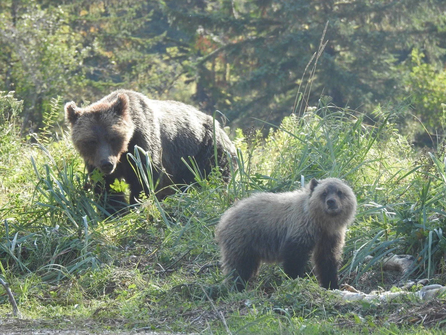 Grizzly Bear 3.jpg