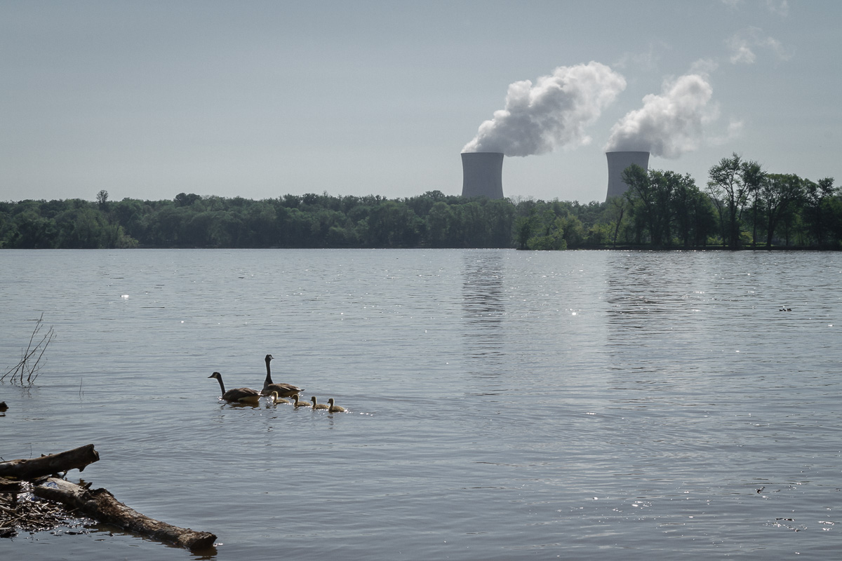 Wildlife, Three Mile Island, Pennsylvania